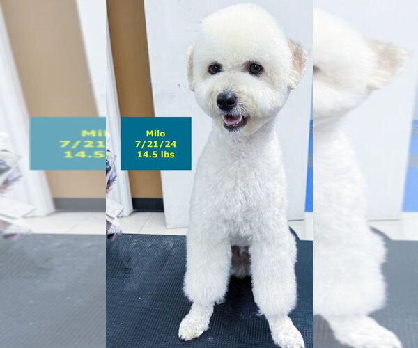 Medium Photo #4 Maltese-Unknown Mix Puppy For Sale in West Hollywood, CA, USA