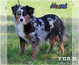 Mother of the Miniature Australian Shepherd puppies born on 03/17/2025