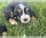 Small Photo #5 Bernese Mountain Dog Puppy For Sale in FRANKTOWN, CO, USA