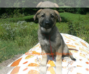 German Shepherd Dog Puppy for Sale in PIEDMONT, Missouri USA