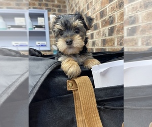 Yorkshire Terrier Puppy for sale in CAMDEN, SC, USA