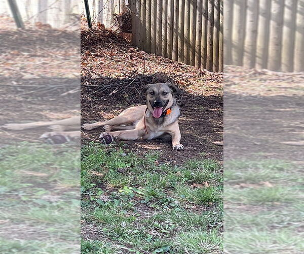 Medium Photo #26 Shepradors Puppy For Sale in Brewster, NY, USA