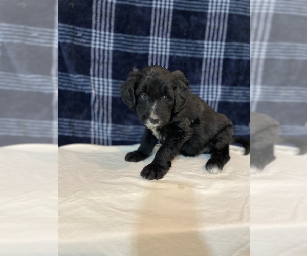 Medium Photo #2 Bordoodle Puppy For Sale in SOLON SPRINGS, WI, USA