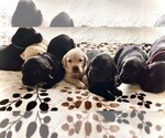 Small Golden Labrador