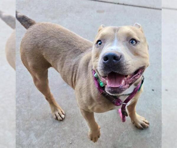 Medium Photo #1 American Pit Bull Terrier-Unknown Mix Puppy For Sale in Sacramento, CA, USA