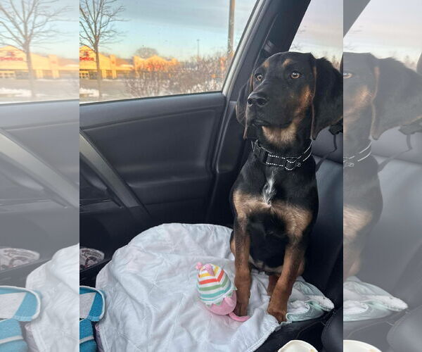 Medium Photo #1 Mutt Puppy For Sale in Woodbury, NY, USA