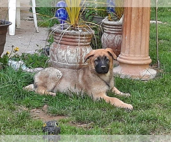 Medium Photo #8 Malinois Puppy For Sale in ORCHARDS, WA, USA