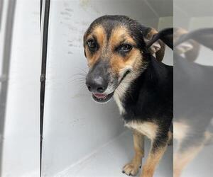 German Shepherd Dog-Unknown Mix Dogs for adoption in Houston, TX, USA