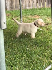 Labrador Retriever Puppy for sale in KATY, TX, USA
