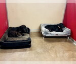Small #1 Labrador Retriever Mix