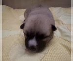 Small #13 Pomsky
