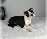 Small Photo #5 Boston Terrier Puppy For Sale in FRANKLIN, IN, USA