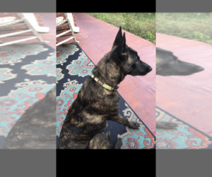 Mother of the Dutch Shepherd Dog puppies born on 01/04/2022