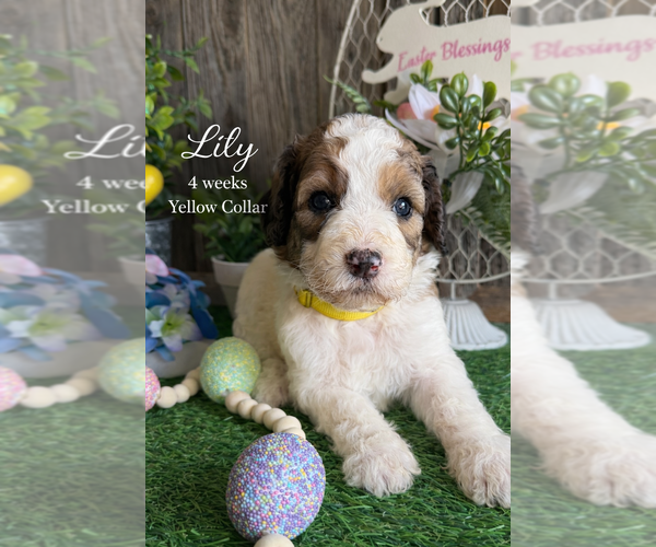 Medium Photo #11 Saint Berdoodle Puppy For Sale in PAW PAW, MI, USA