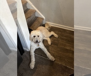 Double Doodle Puppy for sale in SPARTANBURG, SC, USA