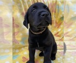 Small Photo #17 Labrador Retriever Puppy For Sale in HOLLY SPRINGS, NC, USA