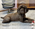 Small #4 Cocker Spaniel
