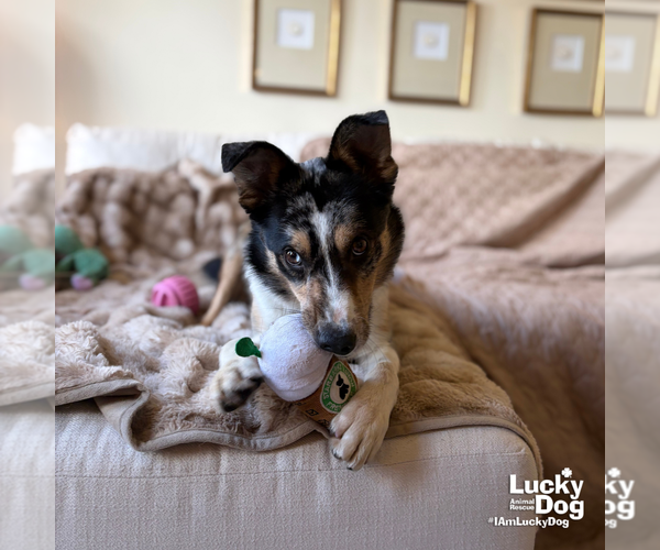 Medium Photo #6 Australian Shepherd-Unknown Mix Puppy For Sale in Washington, DC, USA