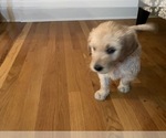 Small Photo #4 Goldendoodle Puppy For Sale in MURFREESBORO, TN, USA