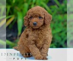 Image preview for Ad Listing. Nickname: Preston