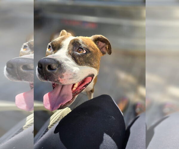 Medium Photo #7 American Pit Bull Terrier-Unknown Mix Puppy For Sale in Germantown, OH, USA