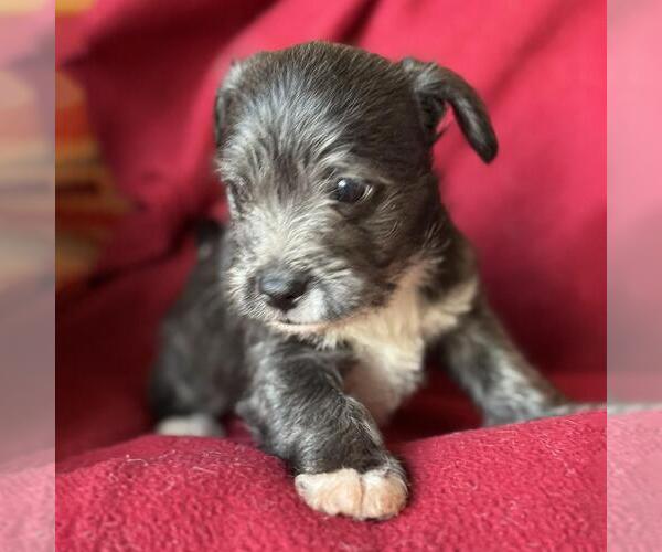 Medium Photo #3 Jack Russell Terrier-Unknown Mix Puppy For Sale in San Diego, CA, USA