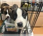 Small American Pit Bull Terrier-Siberian Husky Mix