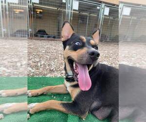 Lola aka cheeto - Female Siberian Husky-Unknown Mix Dog for Adoption