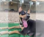 Lola aka cheeto - Female Siberian Husky-Unknown Mix Dog for Adoption - Small photo