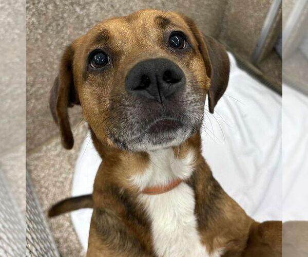 Medium Photo #1 Mutt Puppy For Sale in Martinsburg, WV, USA