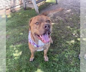 Mutt Dogs for adoption in Tulsa, OK, USA