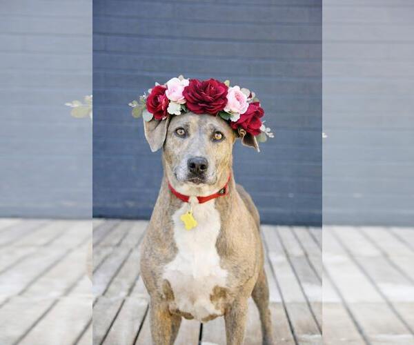 Medium Photo #15 Mutt Puppy For Sale in Sandy, UT, USA