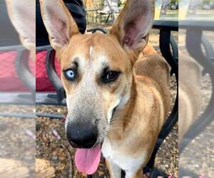 Siberian Husky-Unknown Mix Dogs for adoption in San Antonio, TX, USA