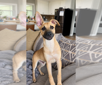 Small Photo #12 Mutt Puppy For Sale in Mooresville, NC, USA