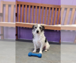Small #1 Cairn Terrier Mix