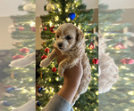 Small Photo #9 Maltipoo Puppy For Sale in EL PASO, TX, USA