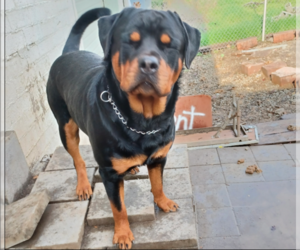 Father of the Rottweiler puppies born on 10/31/2024