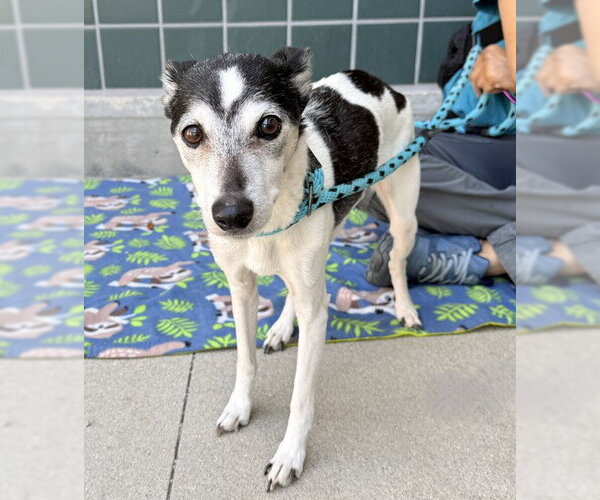 Medium Photo #2 Italian Greyhound-Unknown Mix Puppy For Sale in Rancho Cucamonga, CA, USA