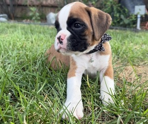 Boxer Puppy for sale in LONG BEACH, CA, USA