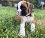 Small Boxer