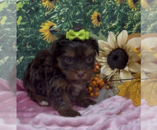 Medium Photo #12 Shorkie Tzu Puppy For Sale in SELLERSBURG, IN, USA