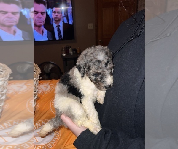 Medium Photo #5 Bernedoodle Puppy For Sale in DRESDEN, TN, USA