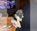 Small #4 Bernedoodle