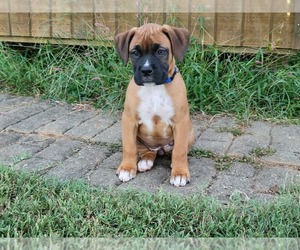 Boxer Puppy for sale in SUMMERFIELD, NC, USA