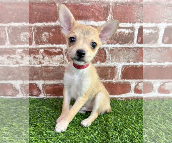 Medium Photo #1 Rat-Cha Puppy For Sale in Corona, CA, USA