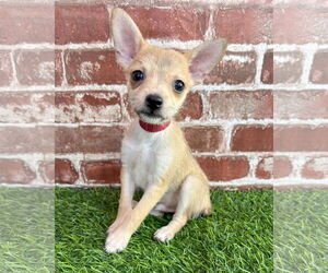 Rat-Cha Dogs for adoption in Corona, CA, USA