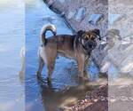 Small #4 Mutt