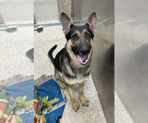 German Shepherd Dog Dogs for adoption in Martinsburg, WV, USA
