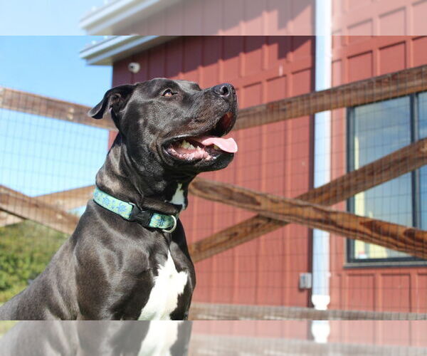 Medium Photo #12 American Pit Bull Terrier Puppy For Sale in Chestertown, MD, USA
