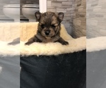 Small Photo #2 Pomeranian Puppy For Sale in PELHAM, NH, USA